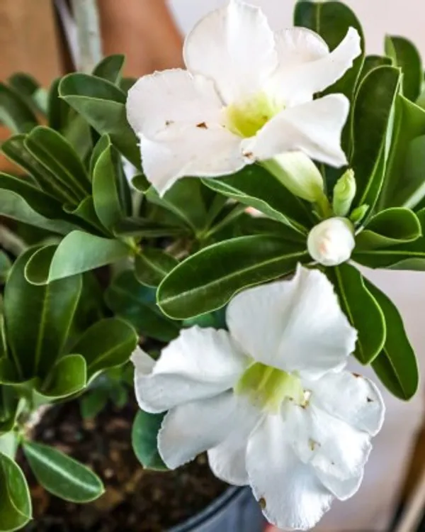 Adenium_Flower_Plant(Grafted)_Live_Plant_For_Home_Garden