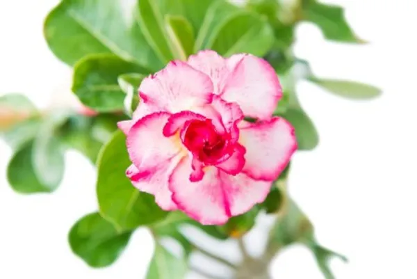 Grafted_Adenium_Flower_Plant_Live_Plant_For_Home_Garden
