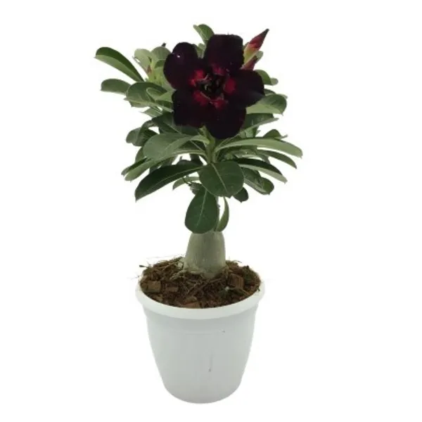 Grafted_Adenium_Flower_Plant_Live_Plant_For_Home_Garden