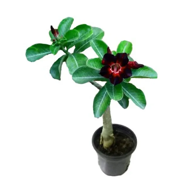 Grafted_Adenium_Flower_Plant_Live_Plant_For_Home_Garden