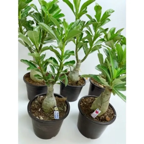 Grafted_Adenium_Flower_Plant_Live_Plant_For_Home_Garden