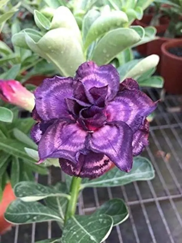 Grafted_Adenium_Flower_Plant_For_Home_Garden