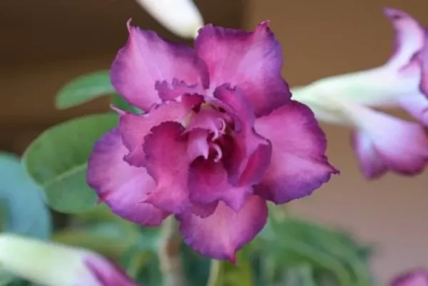Grafted_Adenium_Flower_Plant_Live_Plant_For_Home_Garden