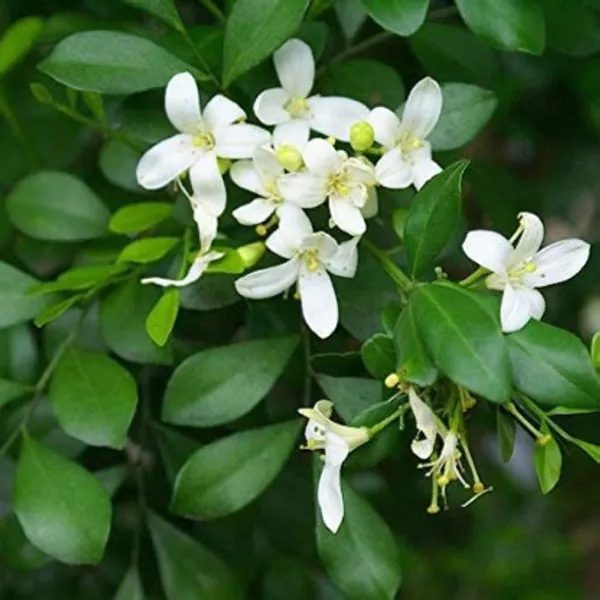 Madhu_Kamini_(Satin_Wood)_Flower_Plant_Live_Plant_For_Home_Garden