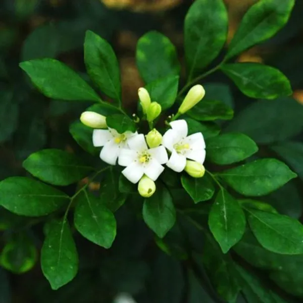 Madhu_Kamini_(Satin_Wood)_Flower_Plant_Live_Plant_For_Home_Garden