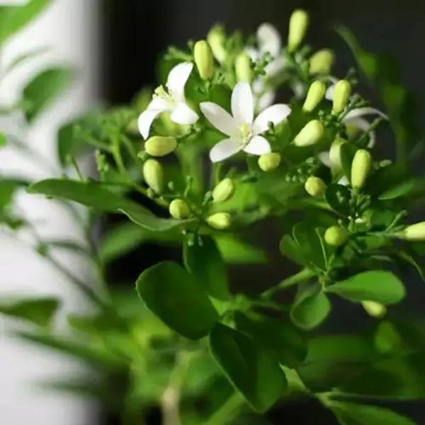Madhu_Kamini_(Satin_Wood)_Flower_Plant_Live_Plant_For_Home_Garden