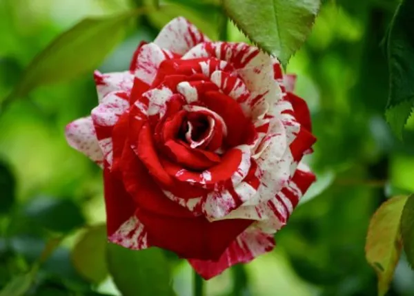 Scentimental_Rose_Flower_Plant_For_Home_Garden