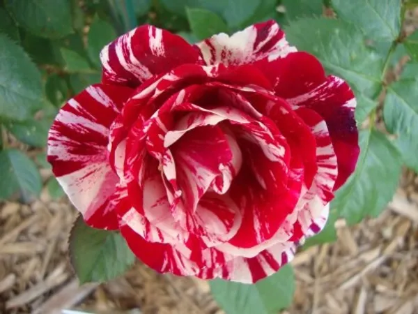 Scentimental_Rose_Flower_Plant_For_Home_Garden