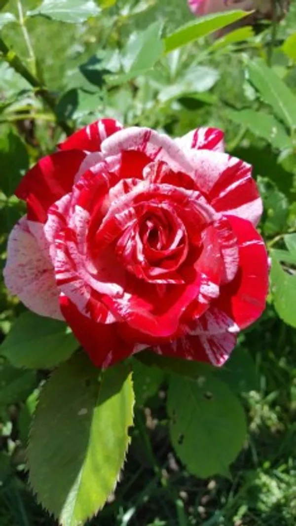 Scentimental_Rose_Flower_Plant_For_Home_Garden