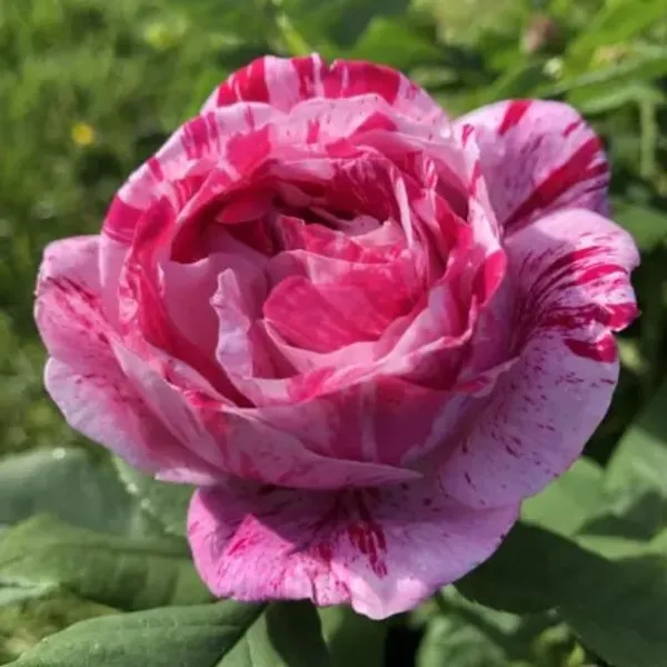 Scentimental_Rose_Flower_Plant_Live_Plant_For_Home_Garden