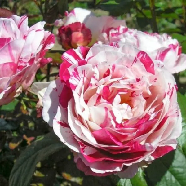 Scentimental_Rose_Flower_Plant_Live_Plant_For_Home_Garden