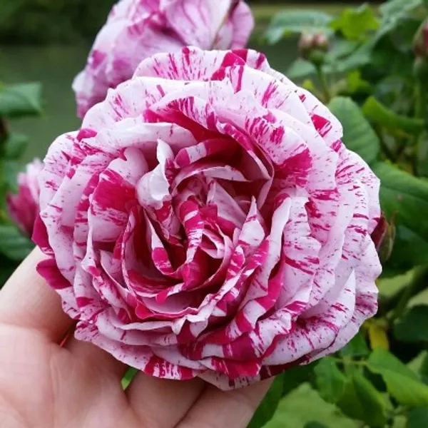 Scentimental_Rose_Flower_Plant_Live_Plant_For_Home_Garden