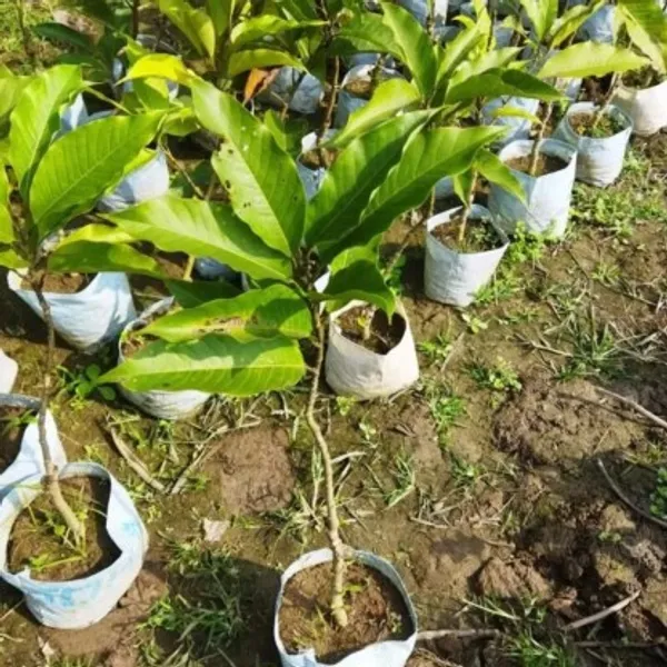 Swarna_Chapa(Magnolia_Champaca)_Flower_Plant_For_Home_Garden