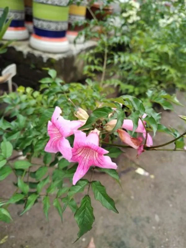 Tecoma_Flower_Plant_(Pink)_Plant_For_Home_Garden