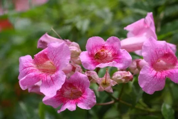 Tecoma_Flower_Plant_(Pink)_Plant_For_Home_Garden