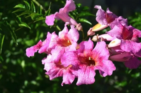 Tecoma_Flower_Plant_(Pink)_Plant_For_Home_Garden