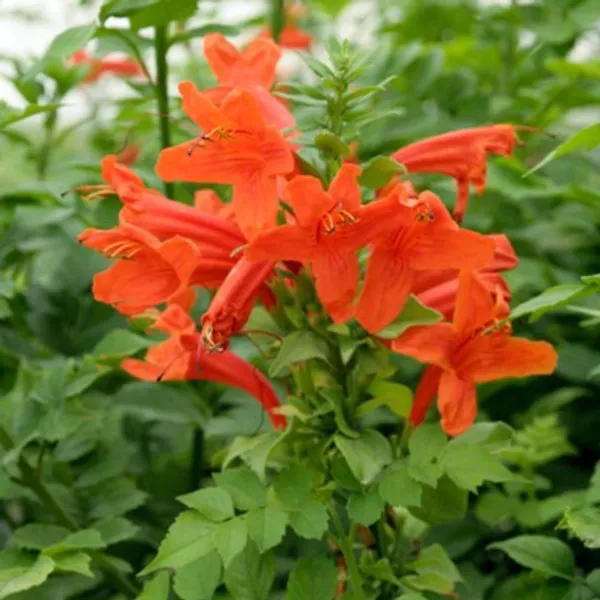 Tecoma_Flower_Plant(Orange)_Live_Plant_For_Home_Garden