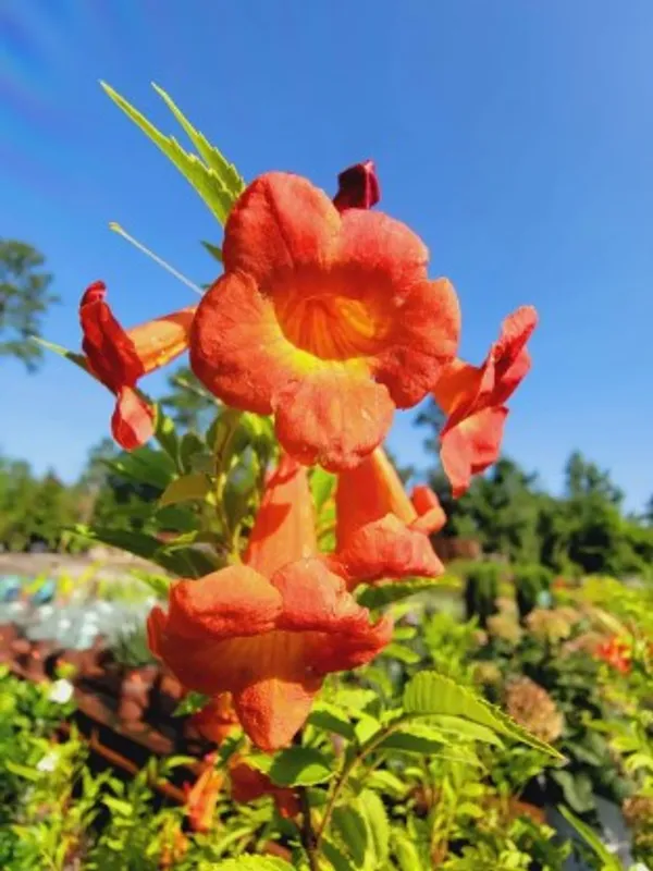 Tecoma_Flower_Plant(Orange)_Live_Plant_For_Home_Garden