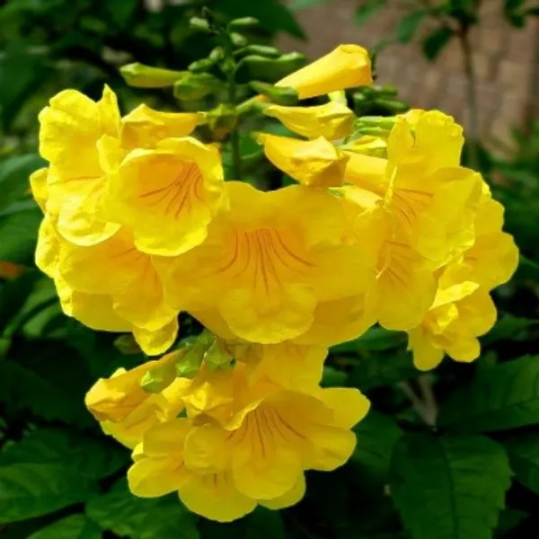 Tecoma_Flower_Plant(Yellow)_Live_Plant_For_Home_Garden