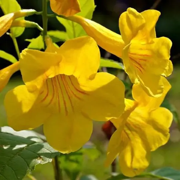 Tecoma_Flower_Plant(Yellow)_Live_Plant_For_Home_Garden
