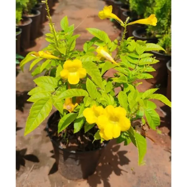 Tecoma_Flower_Plant(Yellow)_Live_Plant_For_Home_Garden