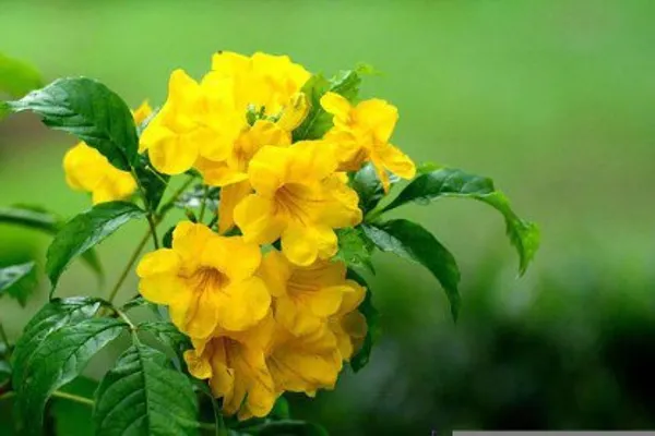 Tecoma_Flower_Plant(Yellow)_Live_Plant_For_Home_Garden
