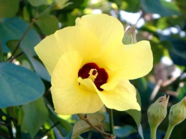 Tiliaceus_Hibiscus_Flower_Pant_Plant_For_Home_Garden