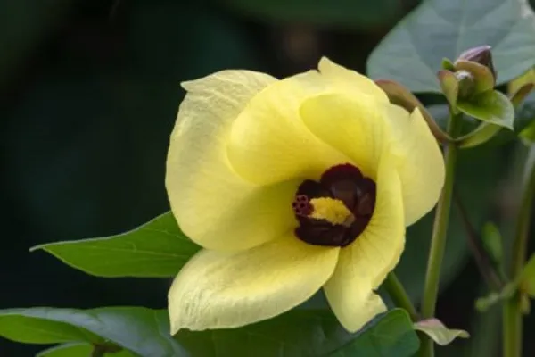 Tiliaceus_Hibiscus_Flower_Pant_Plant_For_Home_Garden