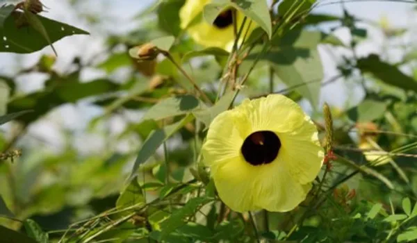Tiliaceus_Hibiscus_Flower_Pant_Plant_For_Home_Garden