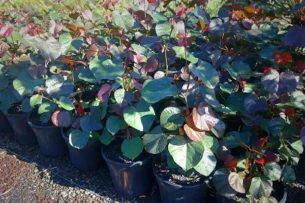 Tiliaceus_Hibiscus_Flower_Pant_Plant_For_Home_Garden