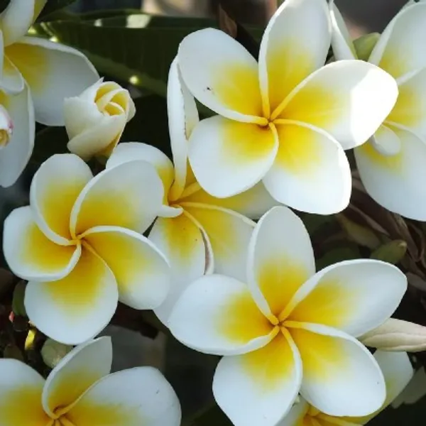 Plumeria_Flower_Plant(Yellow_And_White)_Plant_For_Home_Garden