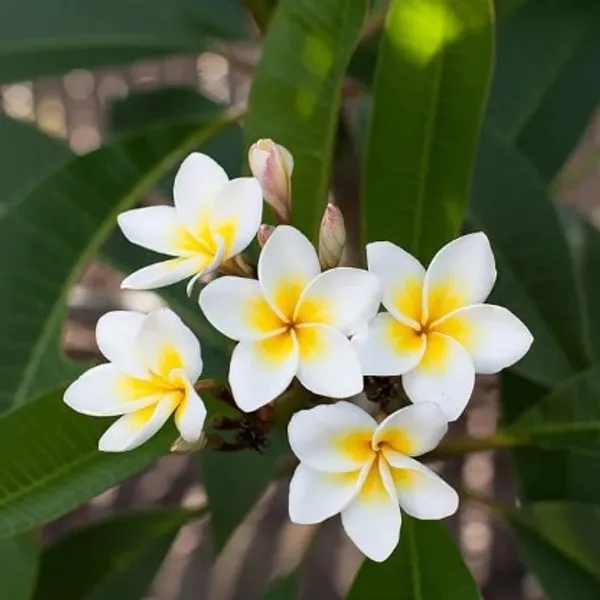 Plumeria_Flower_Plant(Yellow_And_White)_Plant_For_Home_Garden