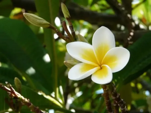 Plumeria_Flower_Plant(Yellow_And_White)_Plant_For_Home_Garden