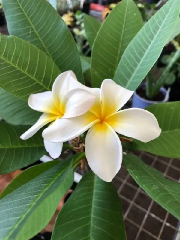 Plumeria_Flower_Plant(Yellow_And_White)_Plant_For_Home_Garden