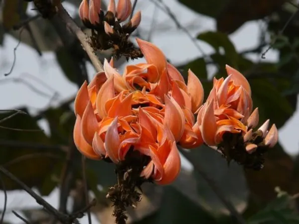 Butea_Monosperma_Flower_Plant(Palash)_Live_Plant_For_Home_Garden