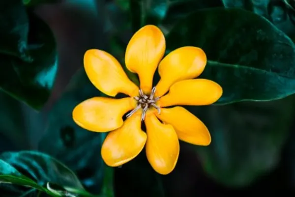 Yellow_Gandharaj_Flower_Plant_Live_Plant_For_Home_Garden