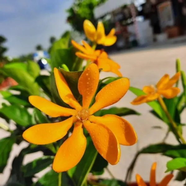 Yellow_Gandharaj_Flower_Plant_Live_Plant_For_Home_Garden