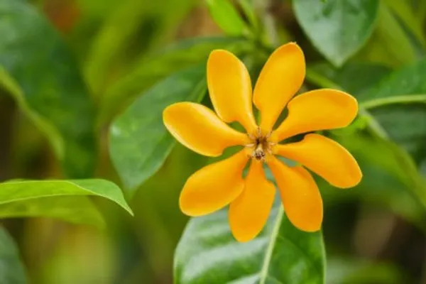 Yellow_Gandharaj_Flower_Plant_Live_Plant_For_Home_Garden