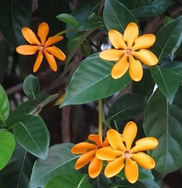Yellow_Gandharaj_Flower_Plant_Live_Plant_For_Home_Garden