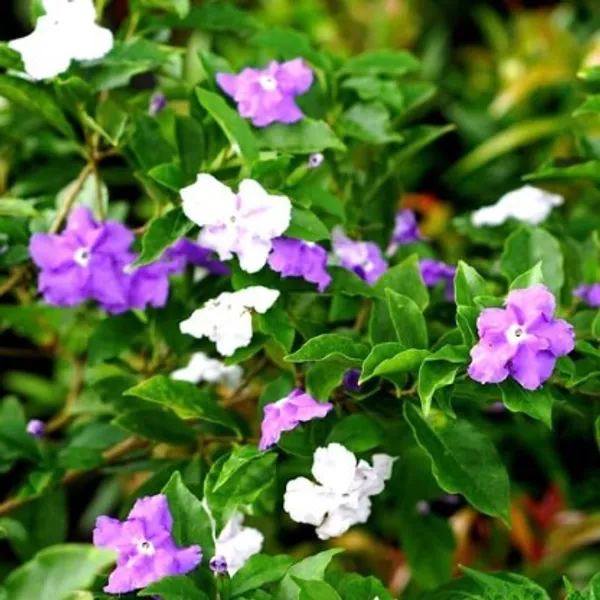 Yesterday,_Today_And_Tomorrow_Flower_Plant_Live_Plant_For_Home_Garden