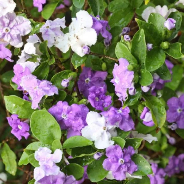 Yesterday,_Today_And_Tomorrow_Flower_Plant_Live_Plant_For_Home_Garden