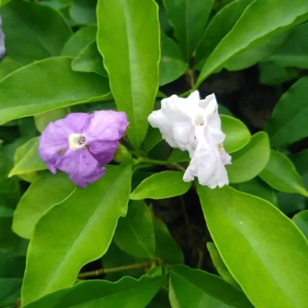 Yesterday,_Today_And_Tomorrow_Flower_Plant_Live_Plant_For_Home_Garden