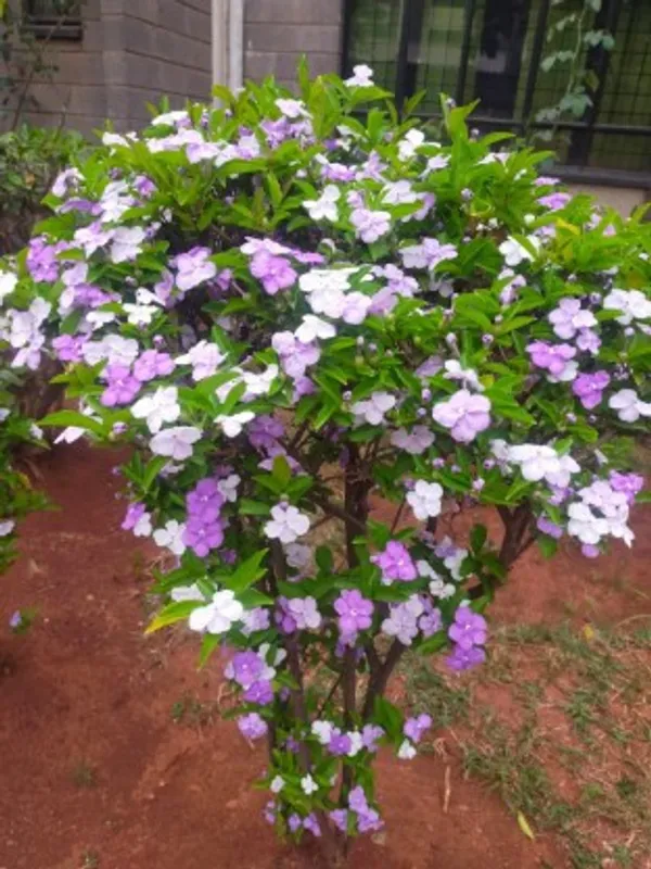 Yesterday,_Today_And_Tomorrow_Flower_Plant_Live_Plant_For_Home_Garden