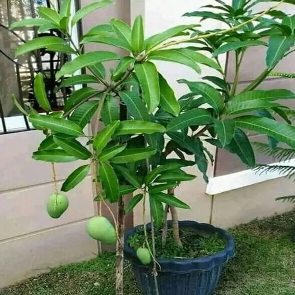 3_Teste_Grafted_Mango_Plant_Live_Plant_For_Home_Garden