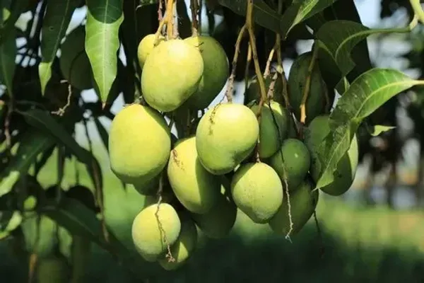 3_Teste_Grafted_Mango_Plant_Live_Plant_For_Home_Garden