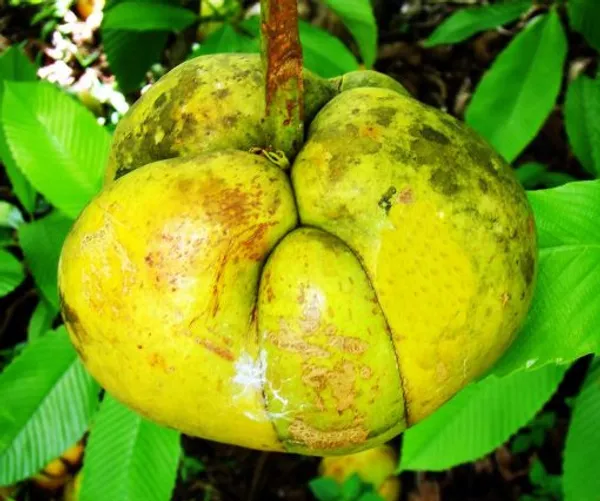 All_Time_Elephant_Apple-_Plant(Chalta)_For_Home_Garden