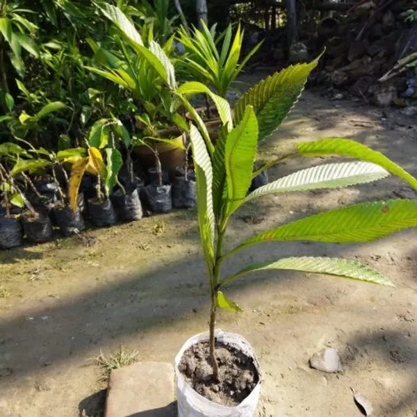 All_Time_Elephant_Apple-_Plant(Chalta)_For_Home_Garden
