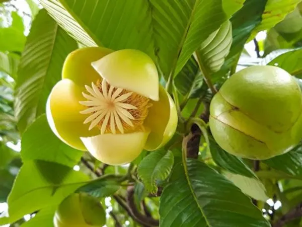 All_Time_Elephant_Apple-_Plant(Chalta)_For_Home_Garden