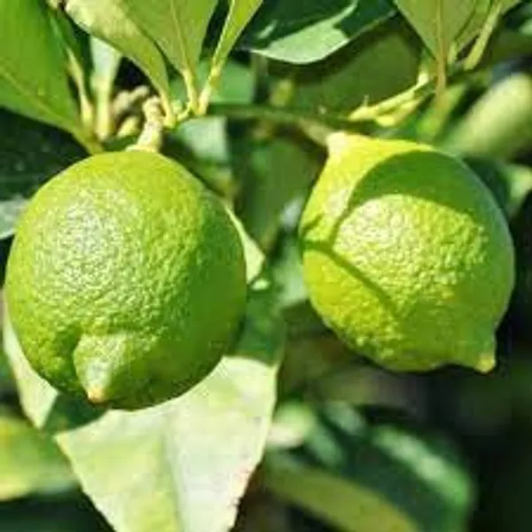 All_Time_Kagzi_Lemon_Plant_Live_Plant_For_Home_Garden