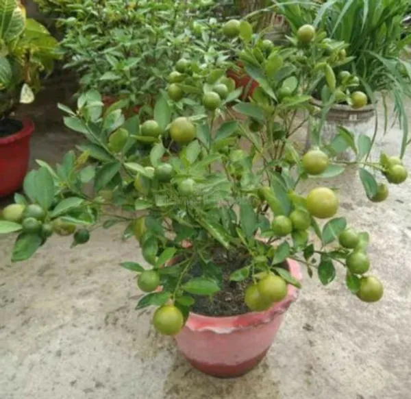 All_Time_Kagzi_Lemon_Plant_Live_Plant_For_Home_Garden